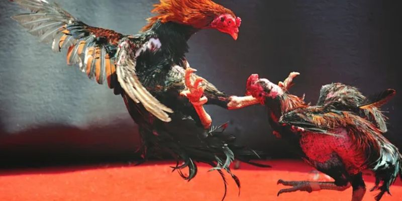 Mẹo chọn chiến kê một cách chuẩn nhất