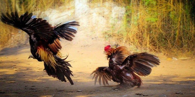 Các chiến thuật hiệu quả được nhiều người chơi áp dụng